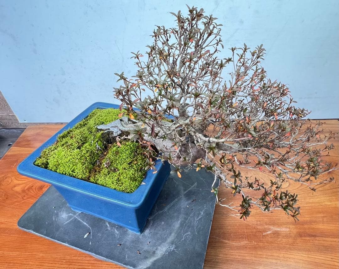 さつき　皐月盆栽　金采　半懸崖　サバ幹　横幅約50センチ