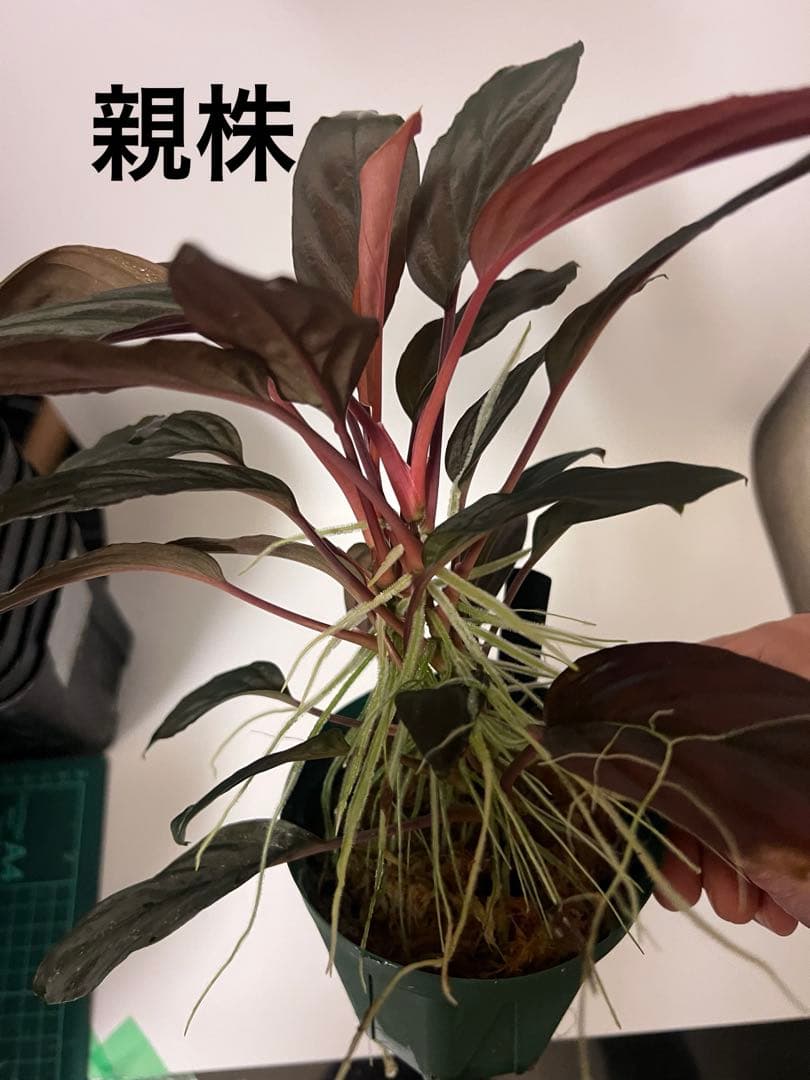 P*A様 Homalomena sp. “夕霧” T-3810-2 ホマロメナ