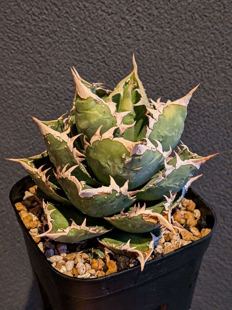 アガベ オテロイ チタノタ ブツブツ スタッズ