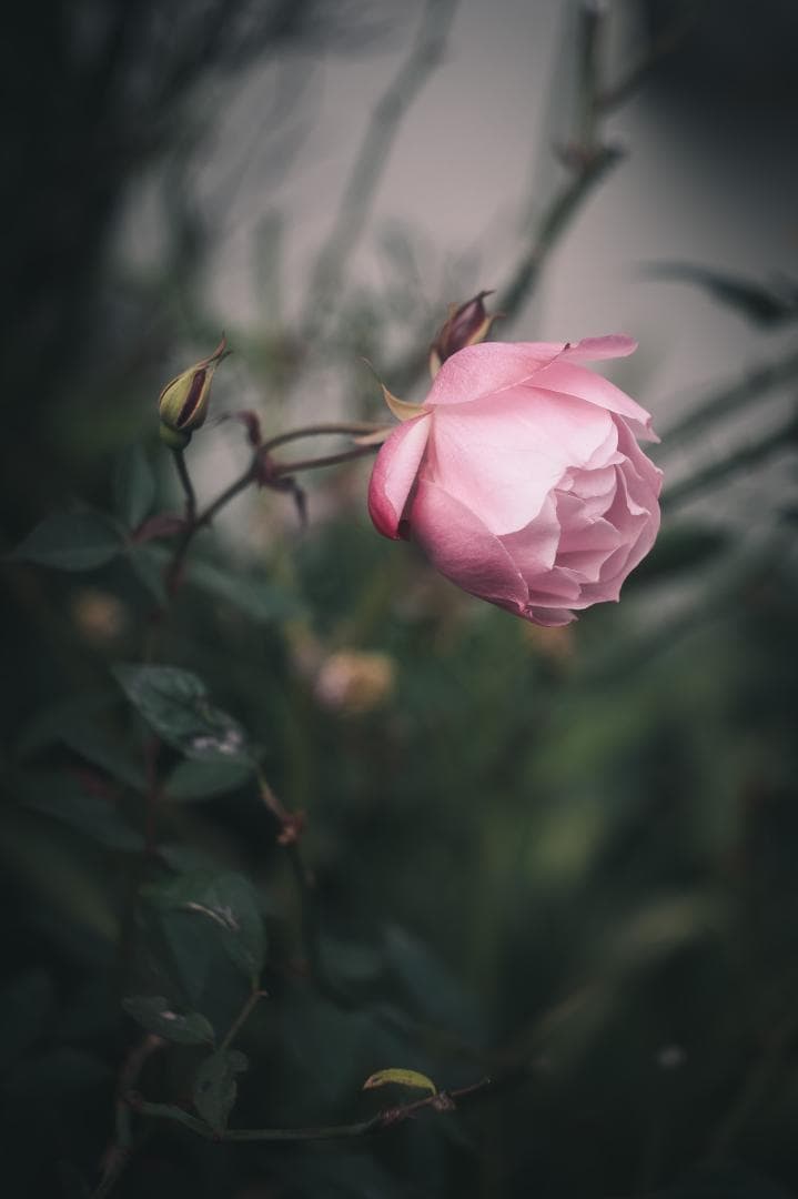 世界最古の交換レンズ！Leica Elmar 50mm F3.5 オールドレンズ