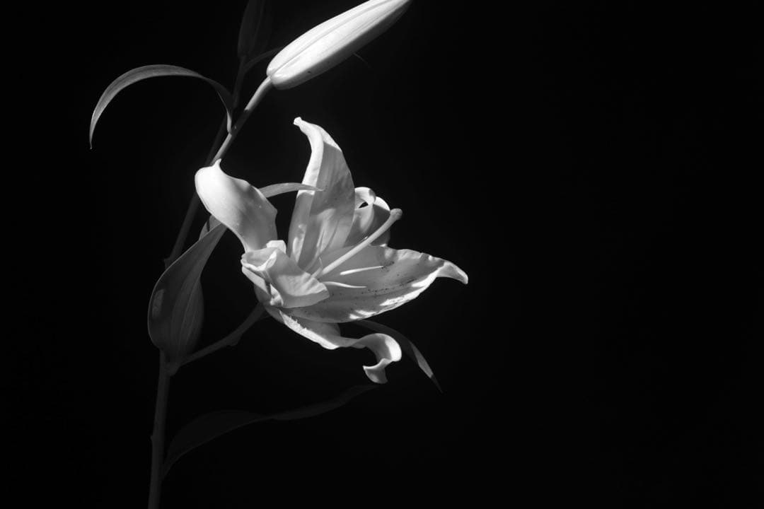 Leica Summicron 5cm F2 1st 初代 前期 固定鏡筒