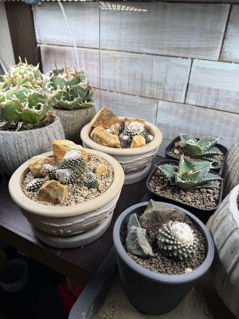黑王丸Copiapoa cinerea強棘 実生の発根済み