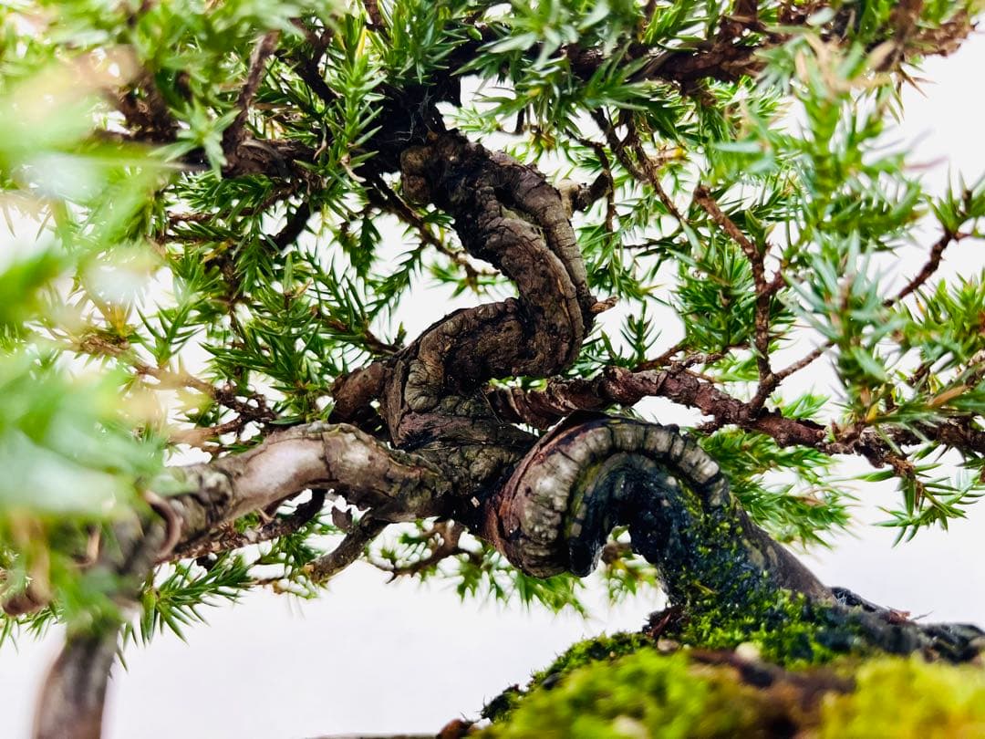 小品盆栽　ソナレ　そなれ