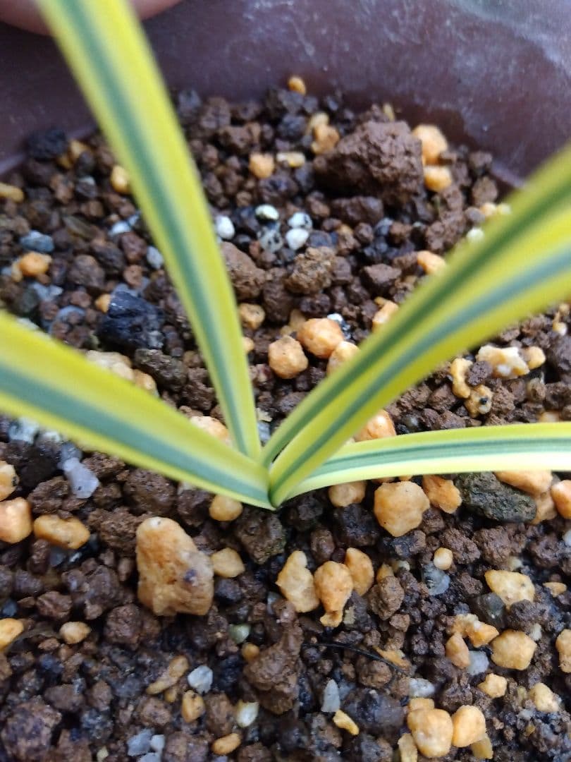 ヒガンバナ　彼岸花　黄覆輪斑　５号鉢つき　超斑入り❗　①