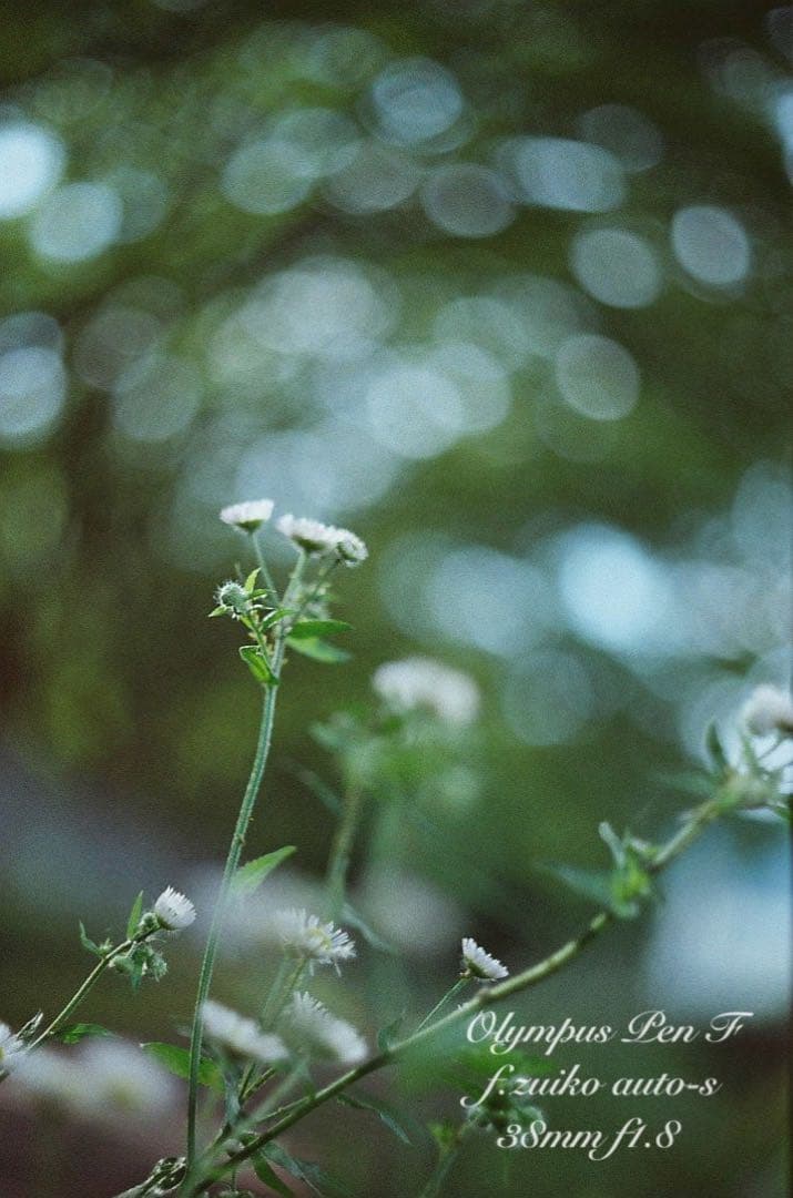 カエさま専用★olympus pen f★完動品・美品・保証付★ハーフの最高峰！