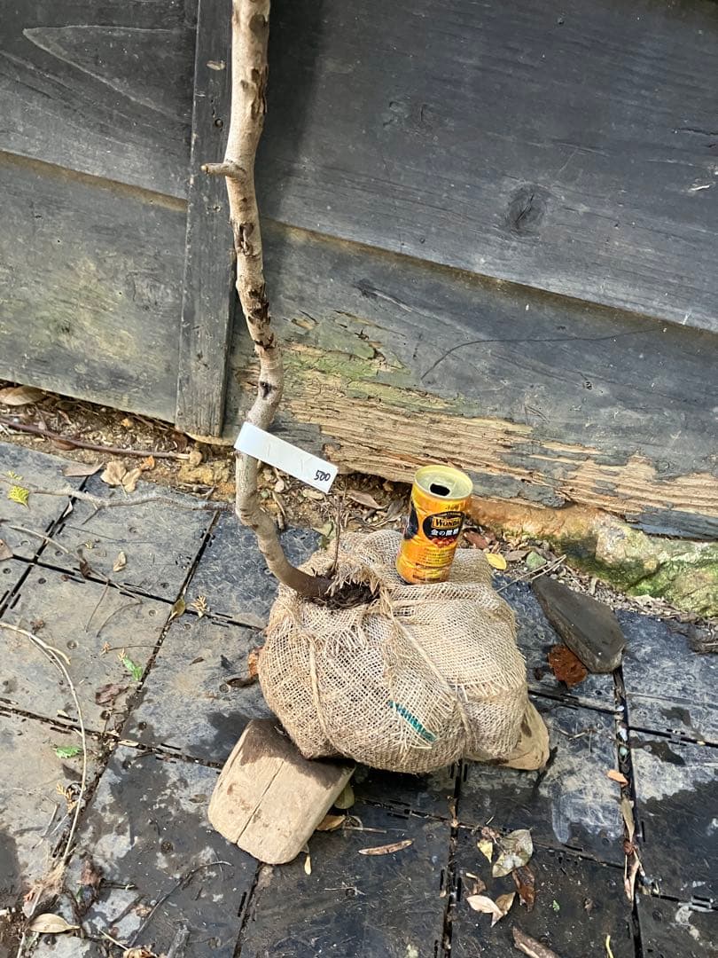 500 山採り　ヤマコウバシ