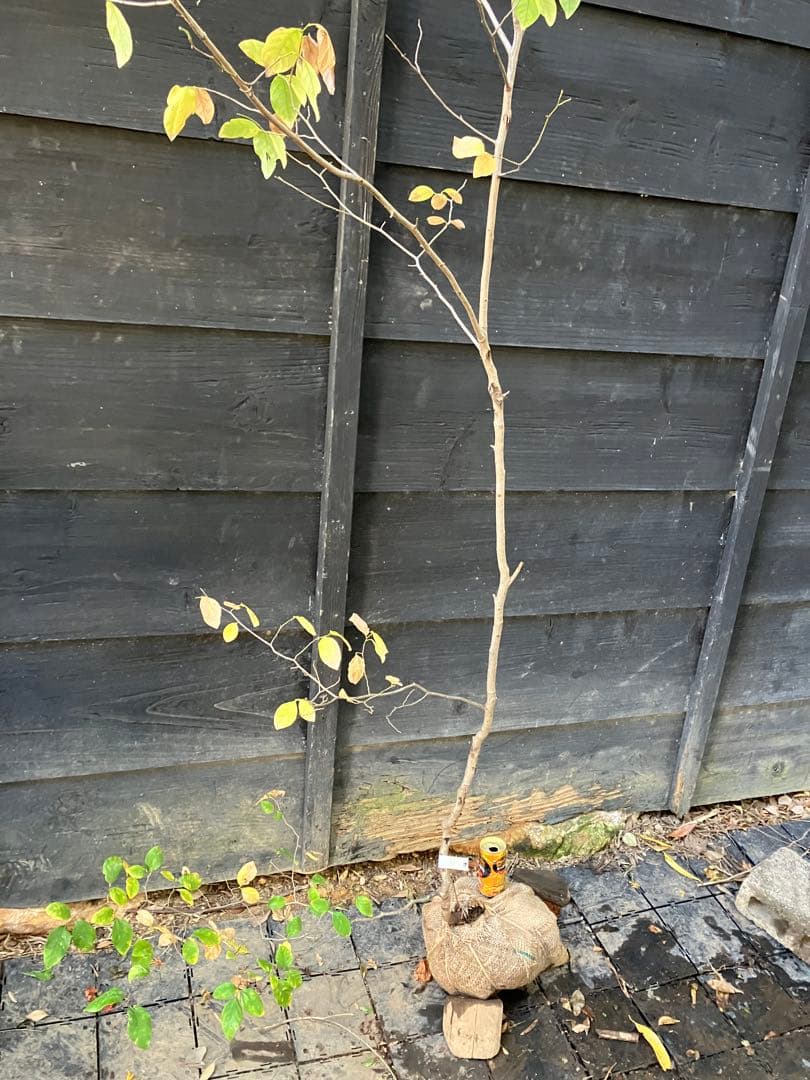 500 山採り　ヤマコウバシ