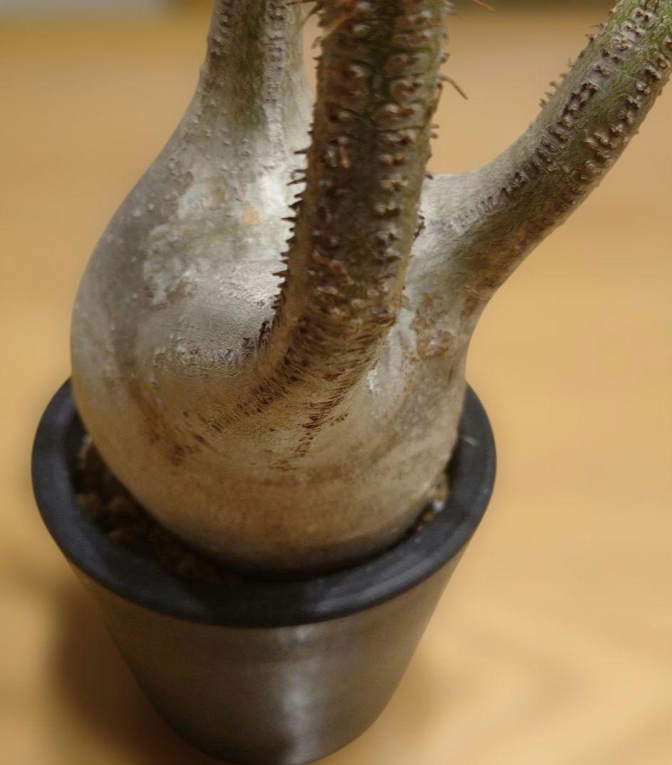 現地球 発根済み グラキリス 丸々美株 カクタスグリーン購入株 3本細角